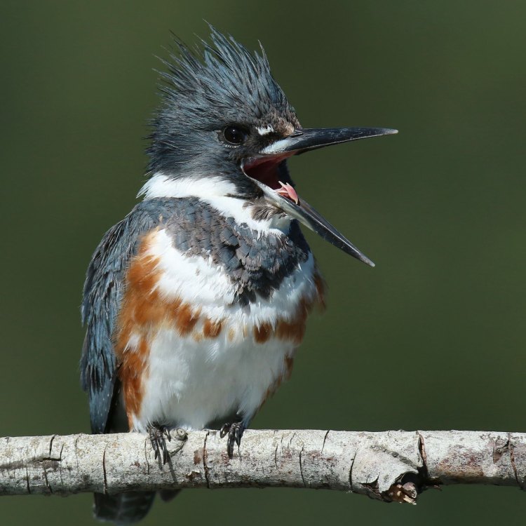 The Majestic Belted Kingfisher: A Master of the Waters