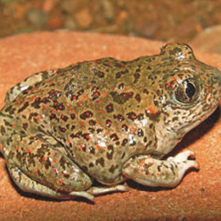 The Amazing Spadefoot Toad: Surviving in the Harsh Environments of North America