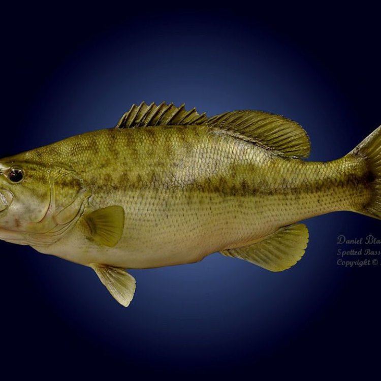 The Mighty Spotted Bass: A Freshwater Predator in the United States
