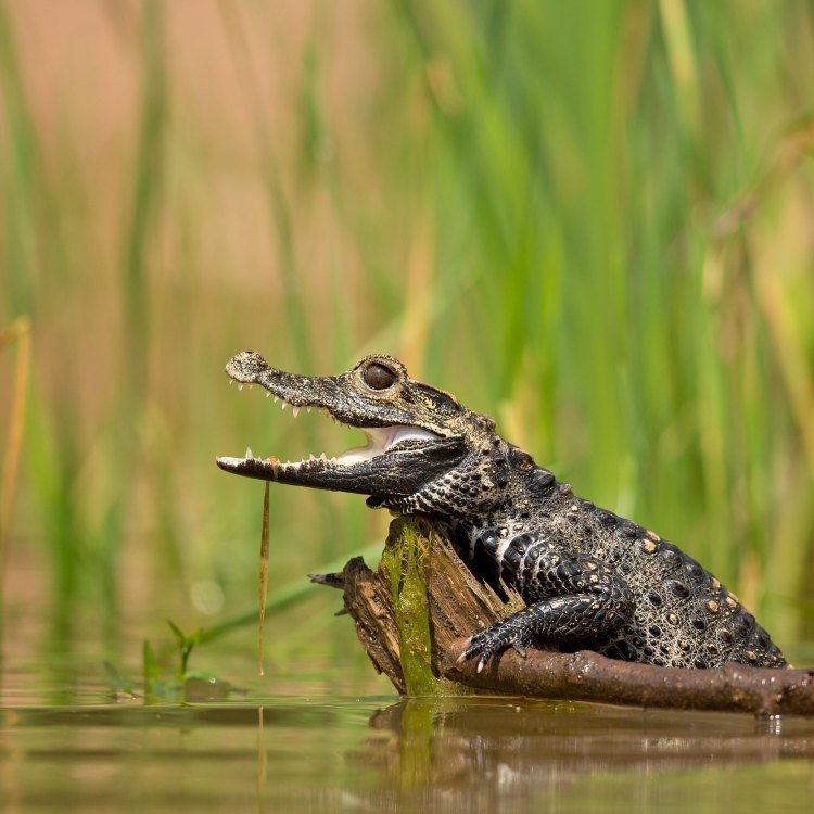 The Mighty Dwarf Crocodile: The Little Predator of Africa