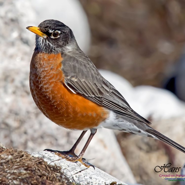 The American Robin: A Symbol of Spring in North America