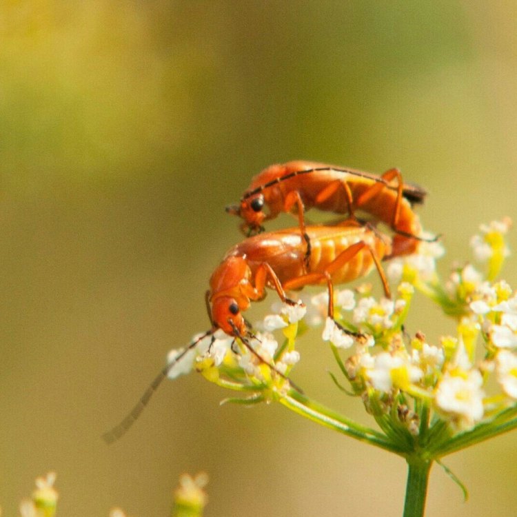 The Fascinating World of Cantharis: The Soldier Beetle