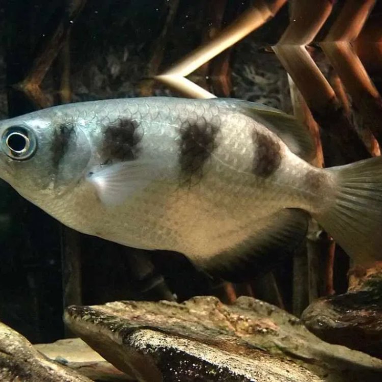 The Unlikely Sharpshooters: The Fascinating Archerfish