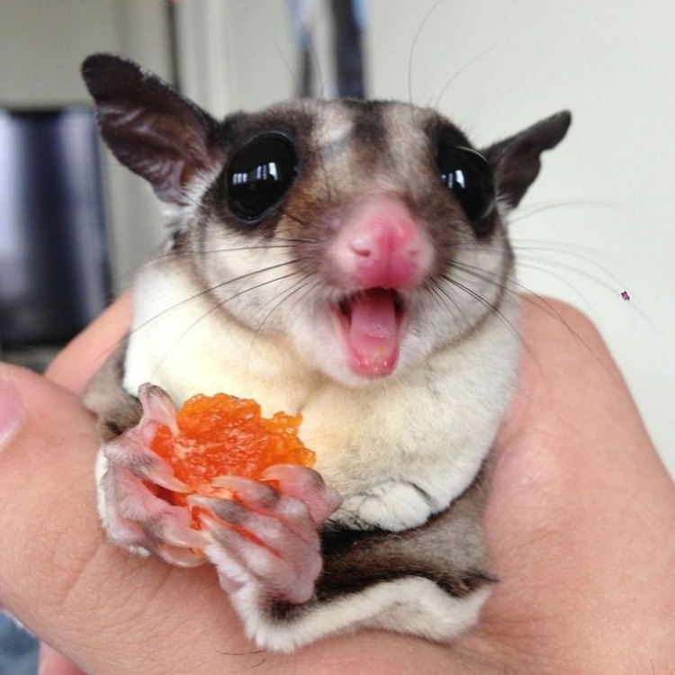 The Cute and Fascinating World of Sugar Gliders
