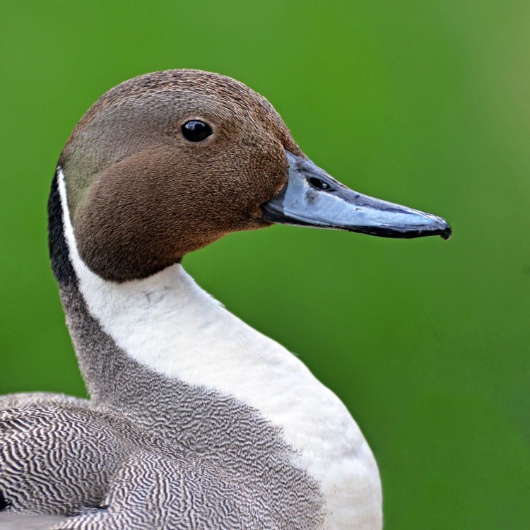 The Dazzling Northern Pintail: Exploring the Fascinating World of an Avid Migrator