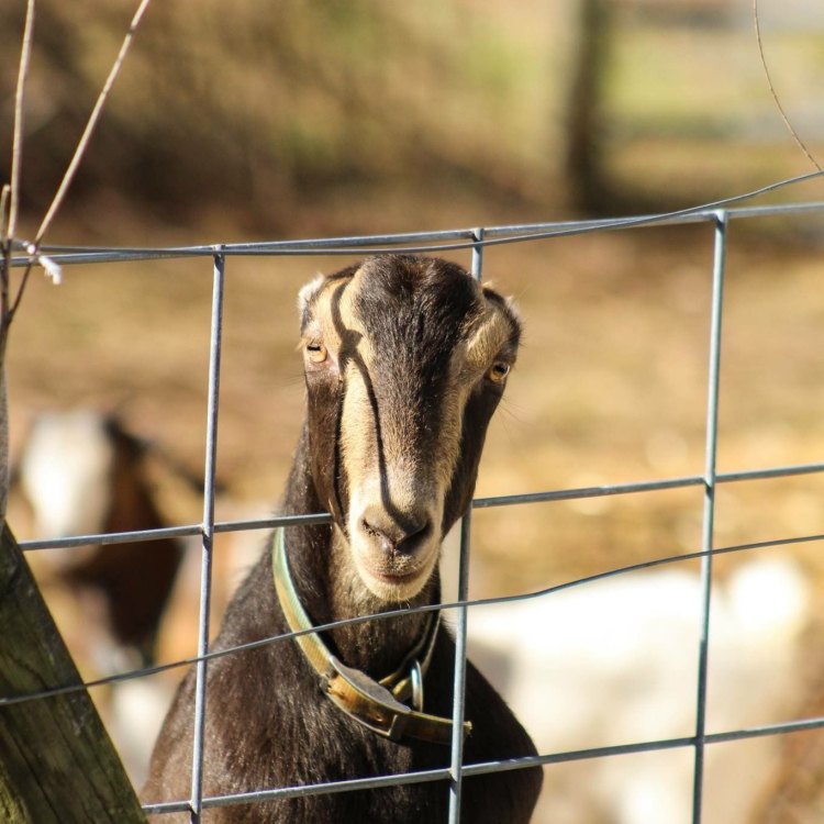 The Unique and Fascinating Lamancha Goat: A Farm Favorite Worldwide