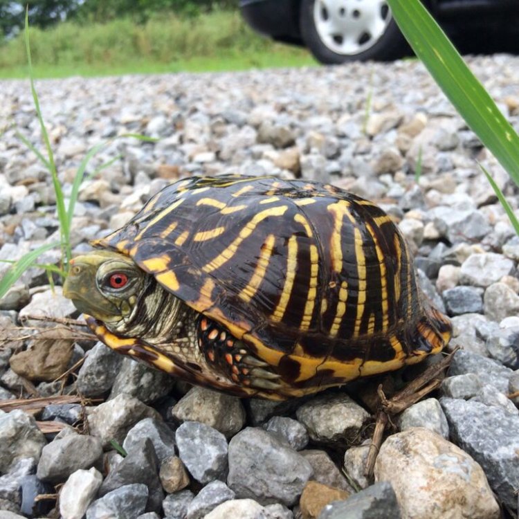 The Endangered Beauty of the Ornate Box Turtle