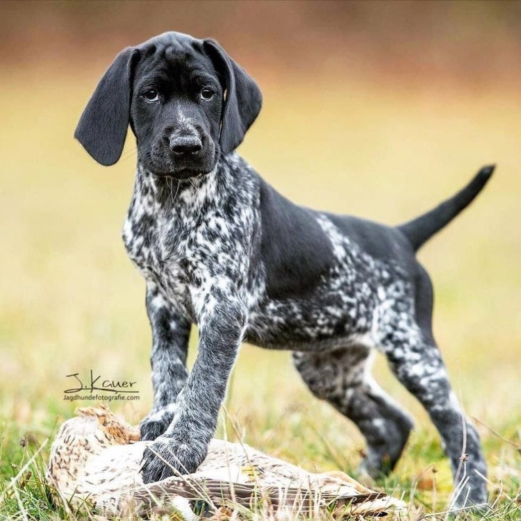 The Versatile Hunter: A Closer Look at the German Shorthaired Pointer