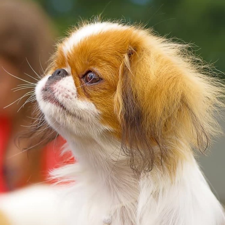 The Unique and Fascinating World of the Japanese Chin