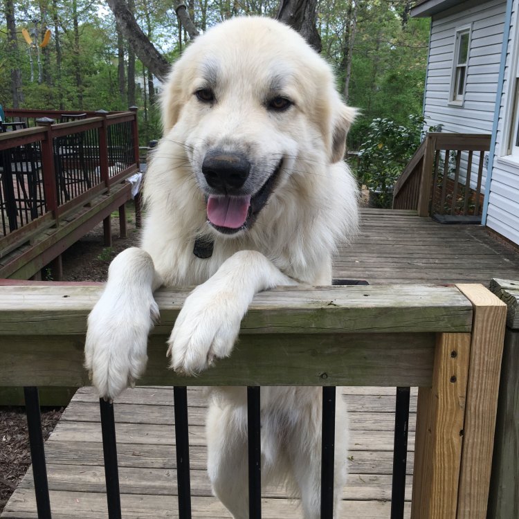 The Majestic Golden Pyrenees: A Unique Blend of Beauty and Loyalty