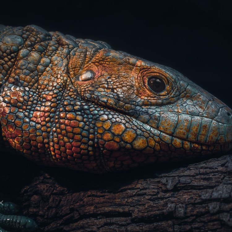The Fascinatingly Sleek Caiman Lizard: Exploring the Beauty of South America's Rainforests