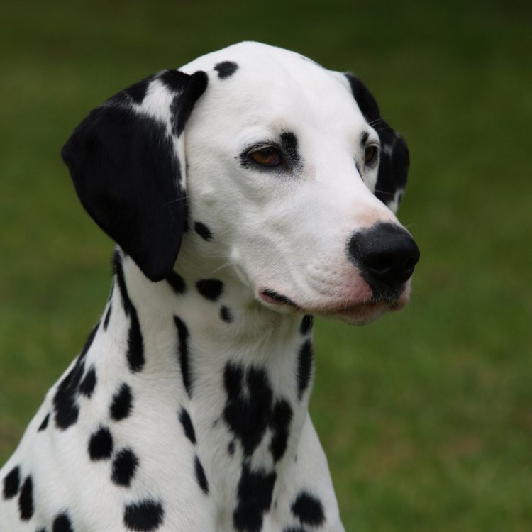 The Enduring Charm of Dalmatians: A Favored Canine Companion