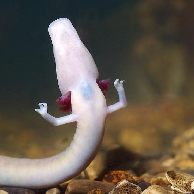 The Fascinating World of the Olm: One of Nature's Most Bizarre Creatures