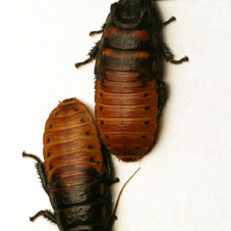 Nature's Bright Gem: The Cuban Cockroach