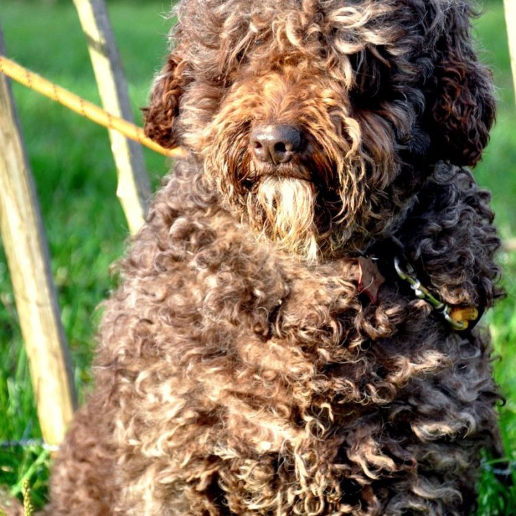 The Versatile and Loyal Companion: The Spanish Water Dog