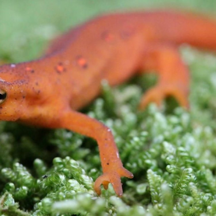 The Fascinating World of the Common Newt