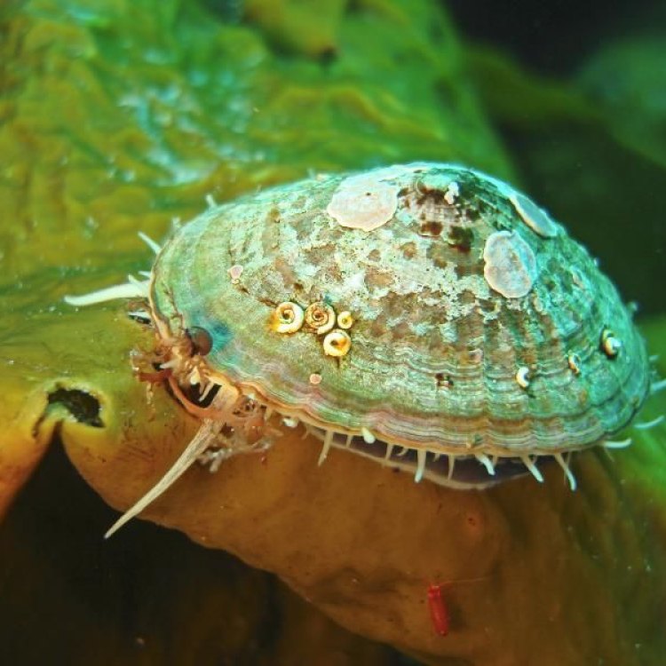 Fascinating Facts About the Mighty Limpet