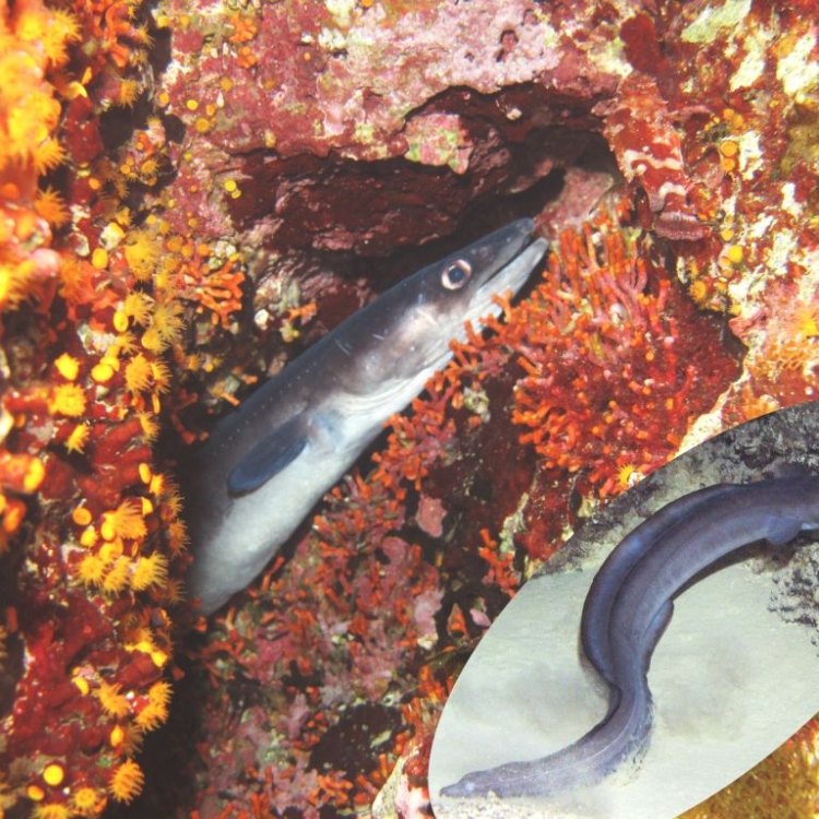 Welcome to the Mysterious World of the Conger Eel
