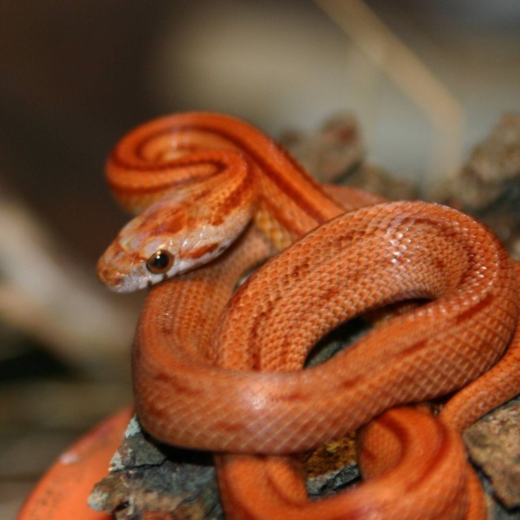The Fascinating World of Snakes: A Closer Look at One of Nature's Most Misunderstood Creatures