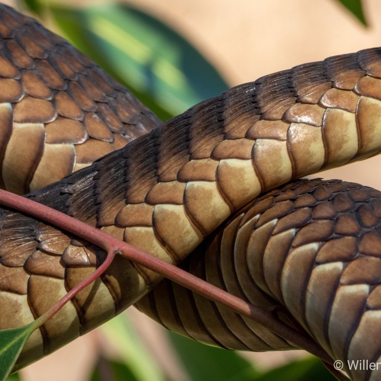 The Mysterious Boomslang: A Hidden Gem of African Forests