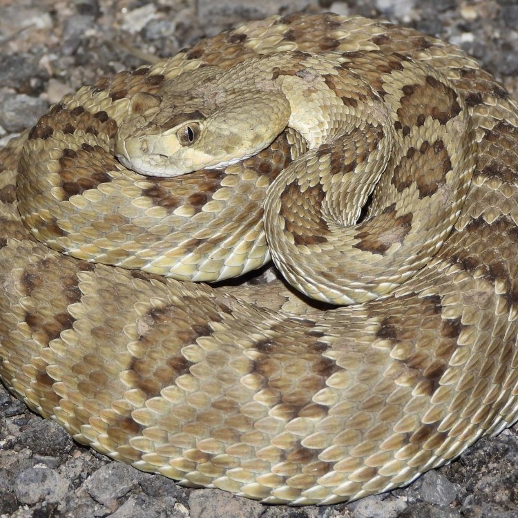 The Mysterious Midget Faded Rattlesnake: An Enigmatic Creature of the Desert Slopes