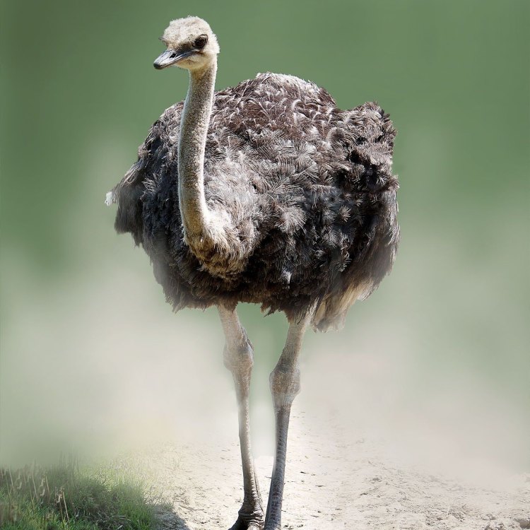 Ostrich: The Majestic Bird of Africa