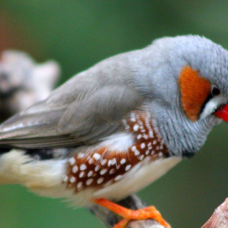 The Colorful and Charming Zebra Finch: An Enigmatic Bird of the Grasslands