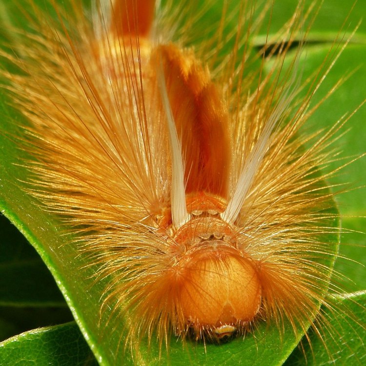 Tussock Moth Caterpillars: Nature's Fuzzy Adventurers
