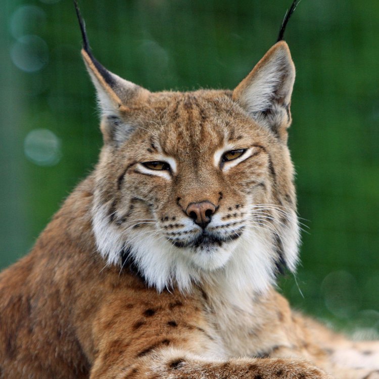 The Majestic Eurasian Lynx: A Closer Look into this Elusive Predator