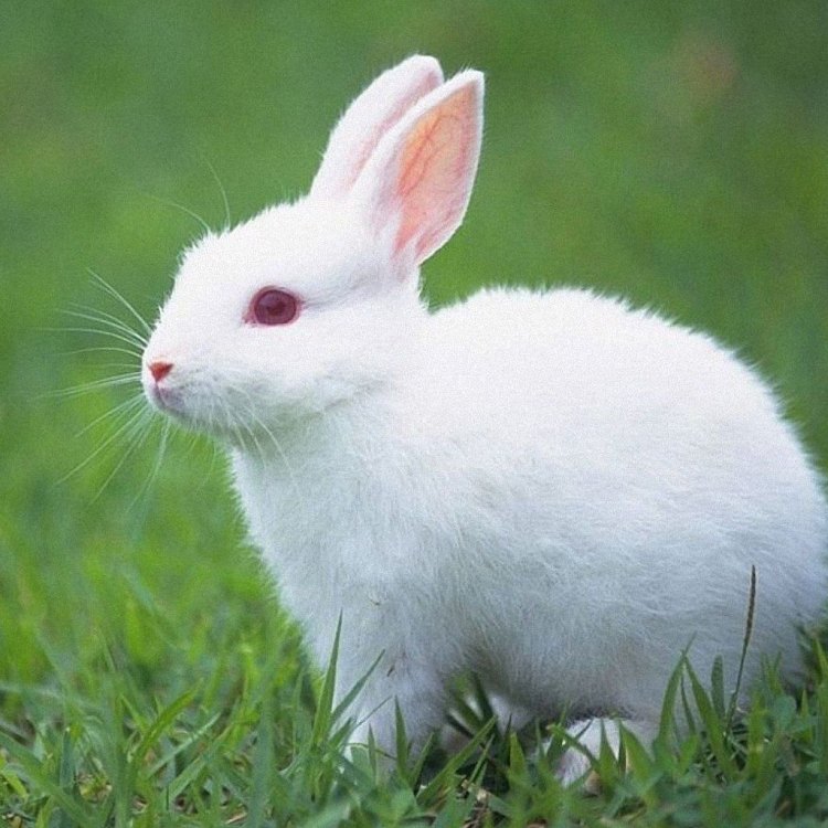 The Amazing World of Rabbits: Adorable Creatures of the Animal Kingdom