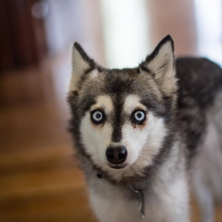 Miniature Husky: The Adorable Yet Mighty Little Wolf from America