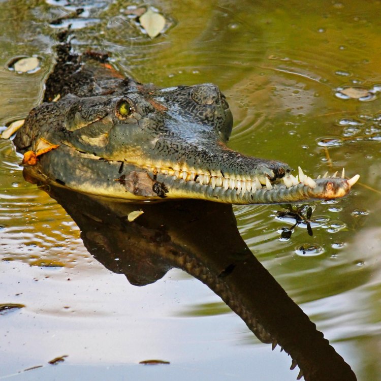 The Gharial: A Fascinating Reptile of the Indian Subcontinent