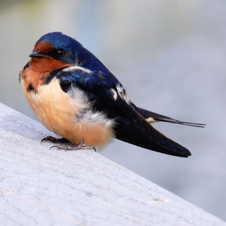 The Graceful Barn Swallow: A Tiny Bird with Mighty Flying Abilities