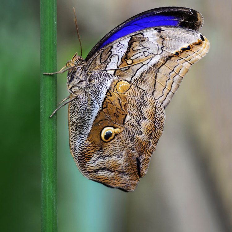 The Fascinating World of the Owl Butterfly