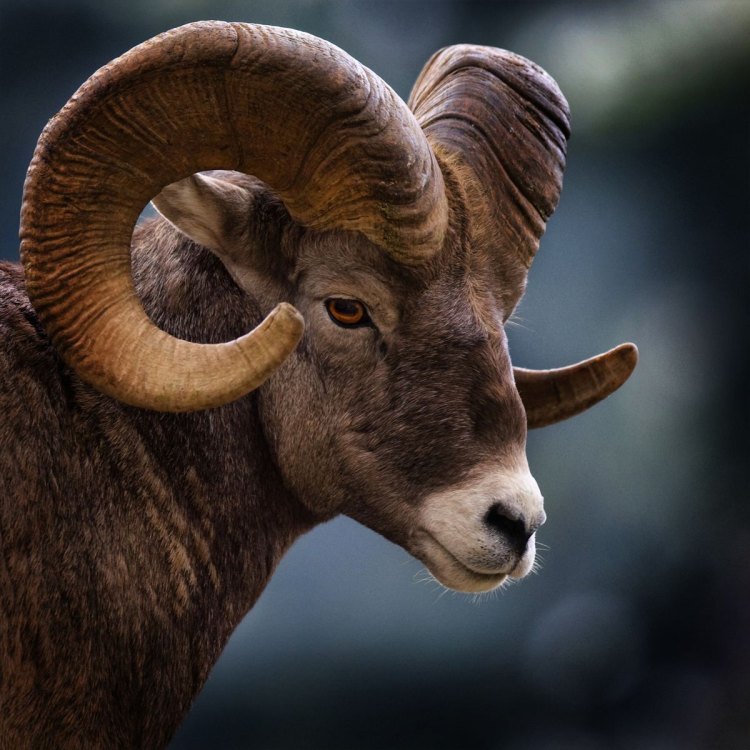 The Mighty Bighorn Sheep: Surviving in the Rocky Terrain