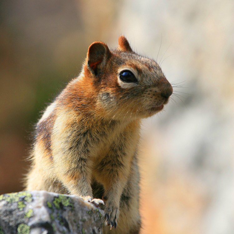 The Adaptable and Resourceful Ground Squirrel