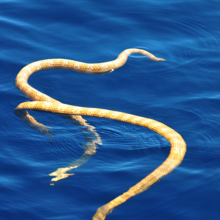 The Fascinating World of Sea Snakes