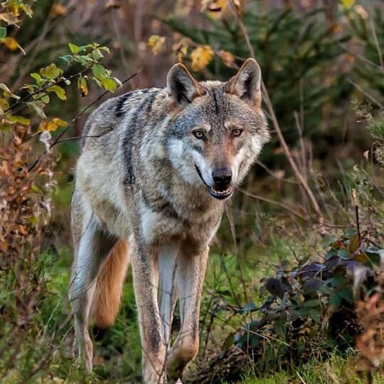 The Magnificent Eurasian Wolf: An Apex Predator of Europe and Asia