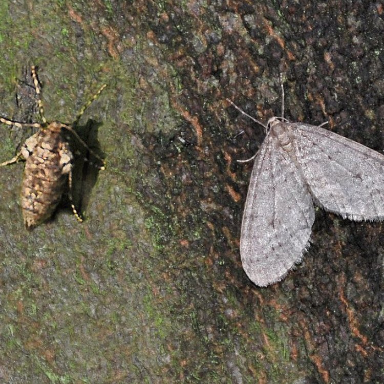 The Remarkable Winter Moth: A Small But Mighty Insect