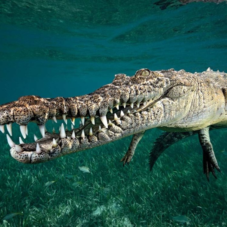 The Fascinating Crocodile Shark: A Master of Adaptation and Camouflage