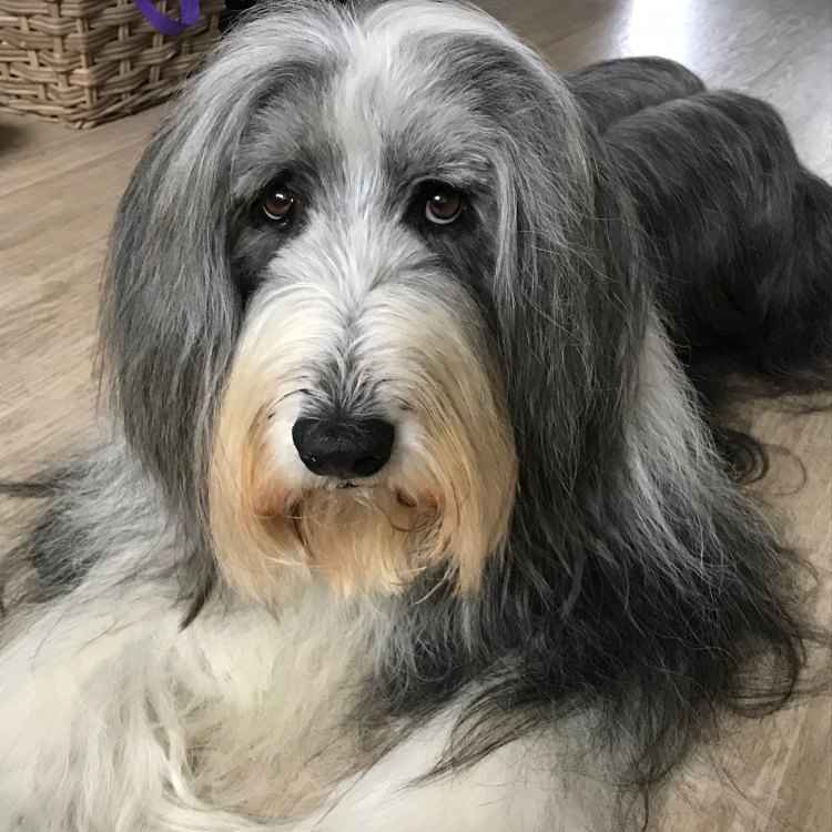 The Fascinating Bearded Collie: A Loyal and Lively Companion