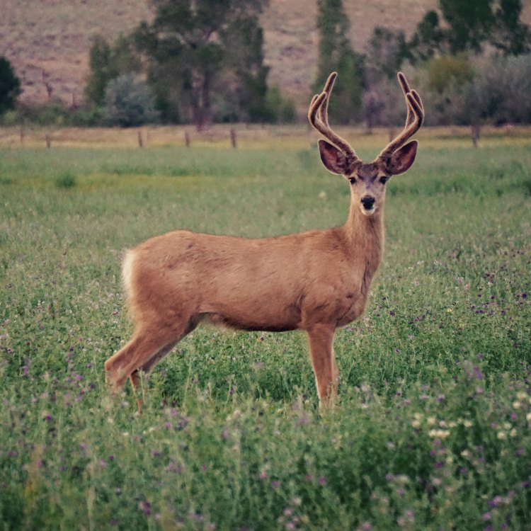 The Fascinating Mule Deer: A Marvel of Adaptation