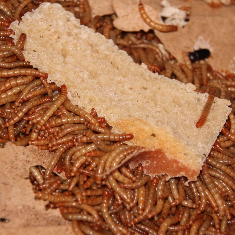 The Fascinating World of Mealworm Beetles