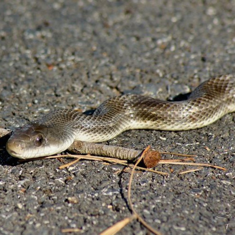 The Fascinating World of the Chicken Snake