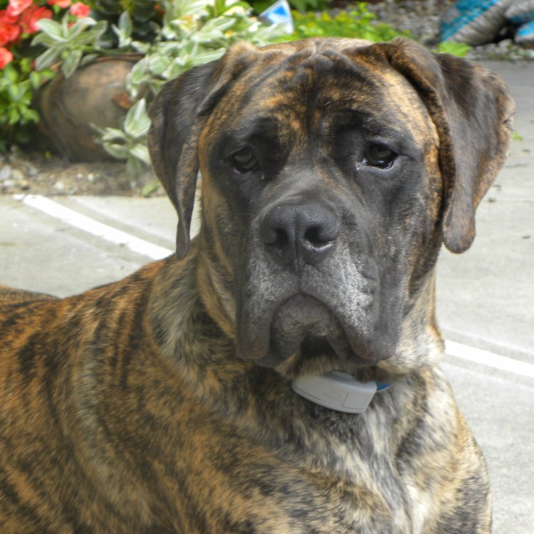 The Mighty Mastiff: A Guide to the Powerful Canine