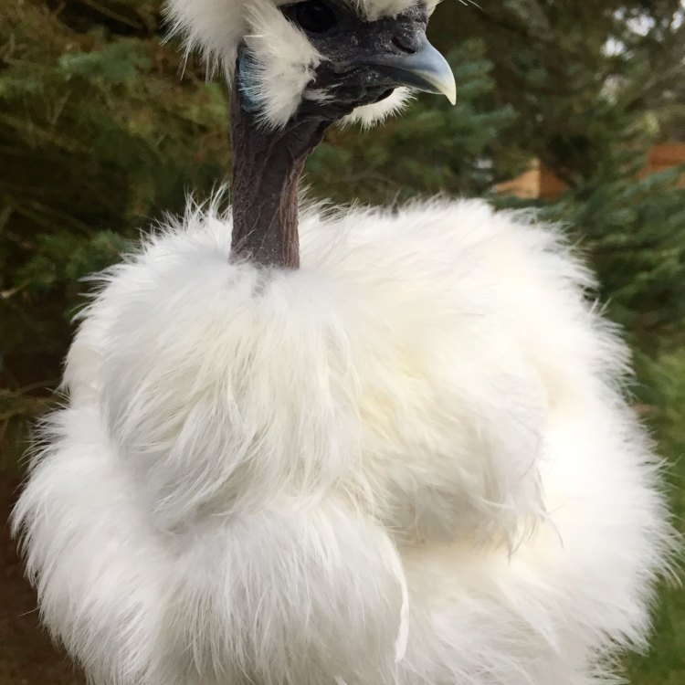 The Unique and Fluffy Silkie Chicken: A Look into the Fascinating World of These Birds
