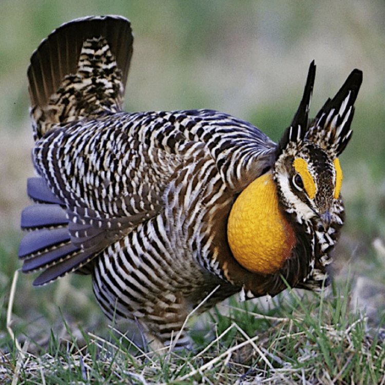 The Resilient and Iconic Greater Prairie Chicken