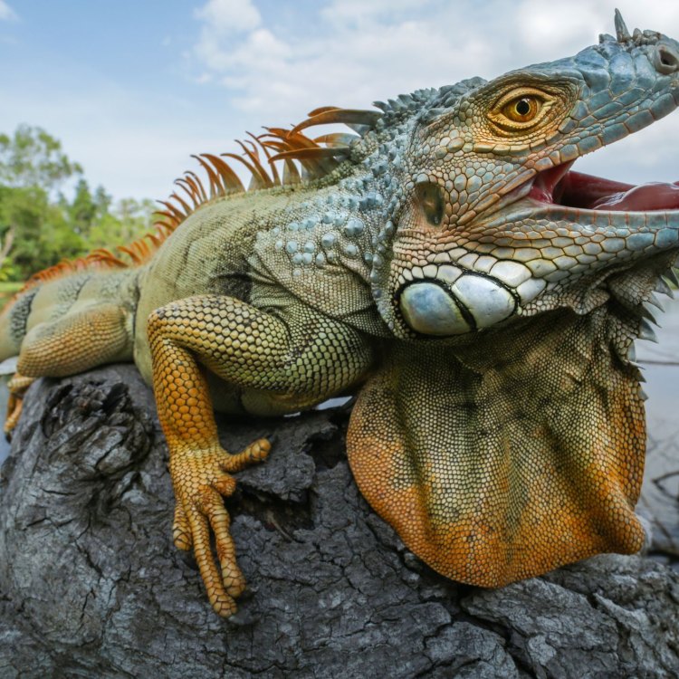 The Fascinating World of Green Iguanas: A Closer Look into the Life of this Remarkable Reptile