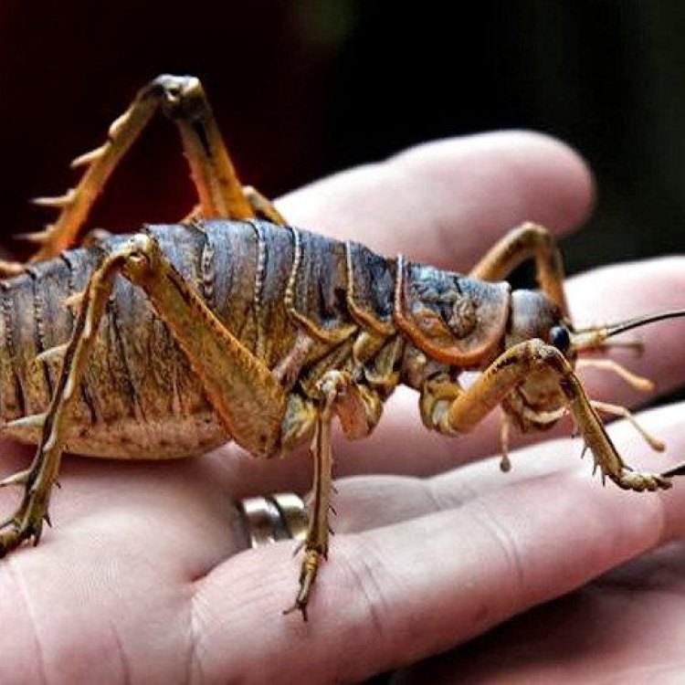 The Fascinating Giant Weta: The Insect That Will Amaze You