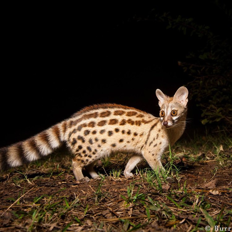 The Mysterious and Fascinating Genet: A Hidden Beauty in the African Countryside
